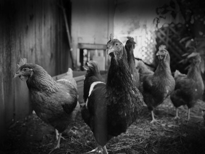 When entering this diet, people should stay away from animal products at least for the first 3 weeks then introducing them once every 10 days is acceptable