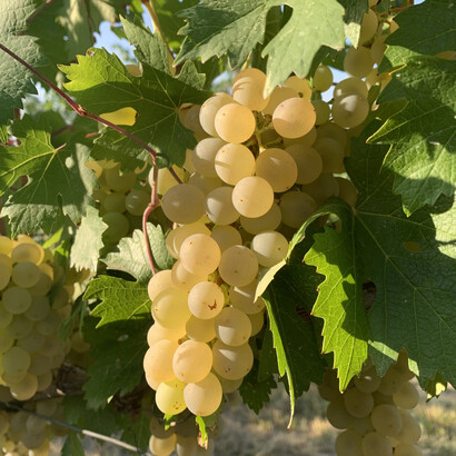 Vineyards overlooking the hills of Novello in Italy’s Piedmont region by Federico Moznich
