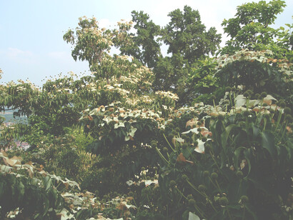 Fioritura di cornus in un giardino torinese