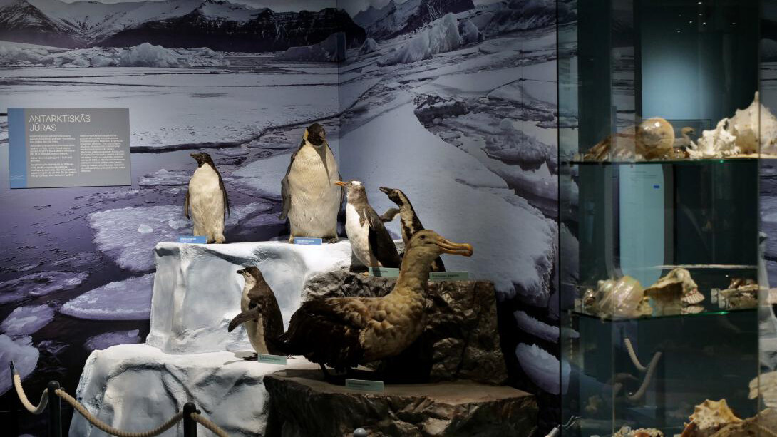 Life in the seas, exhibition view. Courtesy of the Latvian National Museum of Natural History