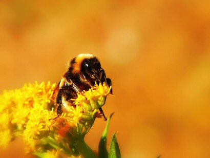 EMR exposure potentially impacts wildlife