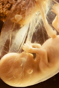 The origin of life