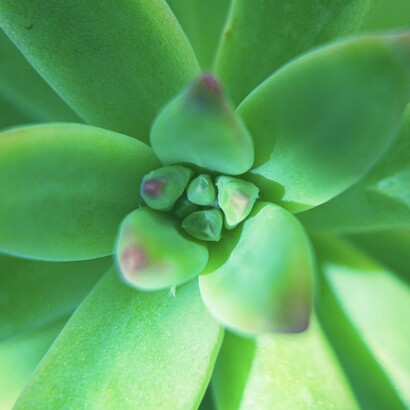 La résilience implique un processus d’adaptation