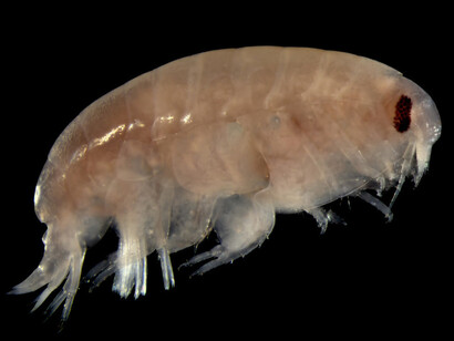 Tryphosa nana (bathyporeia), benthos