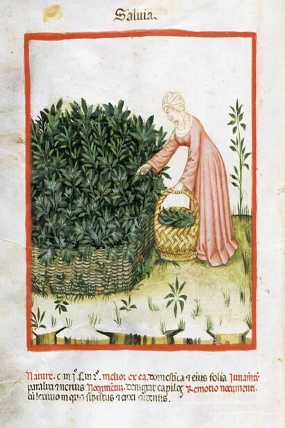 Raccolta della salvia da Theatrum Sanitatis di Ububchasym de Baldach. XI sec., Codice 4182 della Biblioteca Casanatense di Roma.
