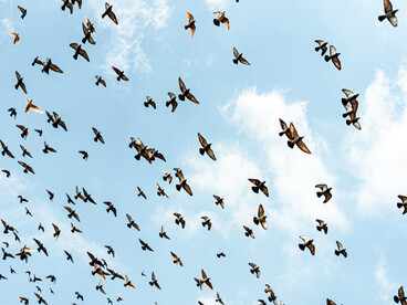 Una bandada de palomas atraviesan el cielo, símbolo de libertad