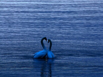 Cigni sull'acqua