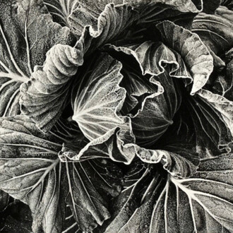 Daido Moriyama. Courtesy of The Lapis Press