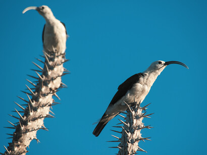Sickle-billed Vanga © Louise Jasper