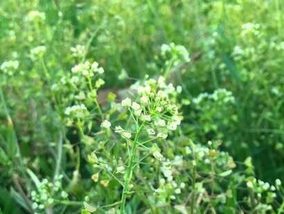 Nazuna («Capsella bursa-pastoris»)