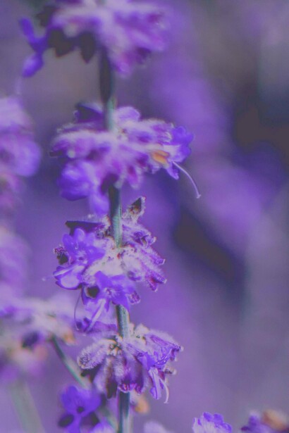 La lavanda destaca por sus propiedades para promover el sueño y la relajación