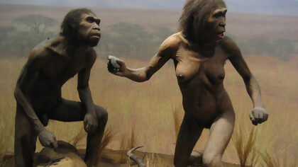 Spitzer Hall of Human Origins, Homo ergaster, the 1975 discovery of an almost complete Homo ergaster skull challenged the long-held belief that only a single hominid species could exist at any one time