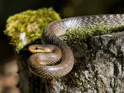 Il saettone (Zamenis longissimus) o colubro di Esculapio è un serpente non velenoso della famiglia dei colubridi