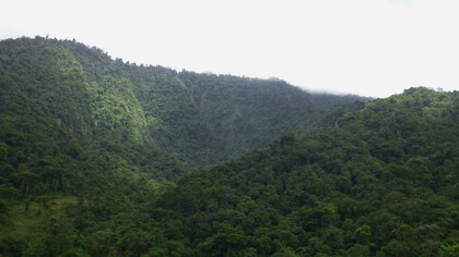Bosque denso, húmedo y de topografía irregular, típico del Caribe. Foto: Luko Hilje