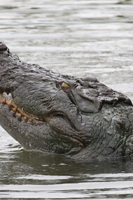 A Marsh Crocodile hunting fish in Kumana National Park © Gehan de Silva Wijeyera