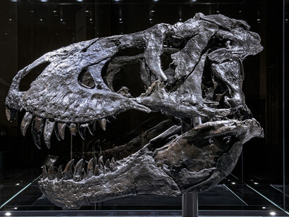 Tristan. Berlin bares teeth. Courtesy of Museum für Naturkunde