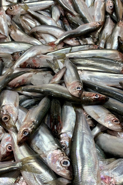 Acciughe appena pescate