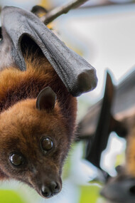 Zoonotic leap is not very uncommon 