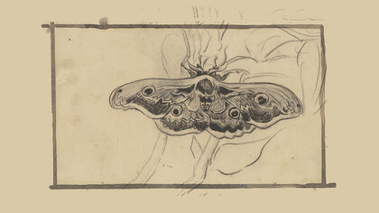 Polilla Emperador, Vincent Van Gogh, mayo 1889. Museo Van Gogh, Ámsterdam.