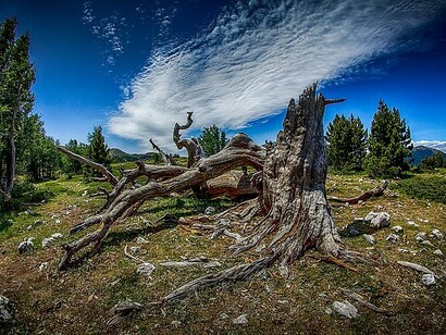 Pino loricato, Terranova di Pollino, Italia 