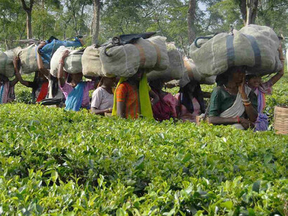 Women tea pluckers returning to the factory after a day's plucking