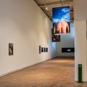 Seba Calfuqueo, Antü ñi kuram [Sun’s egg], exhibition view. Courtesy of MAMBO