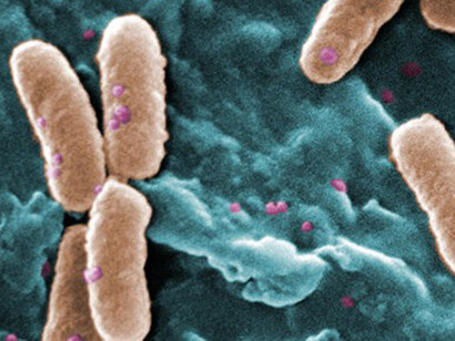 Le funzioni del microbioma