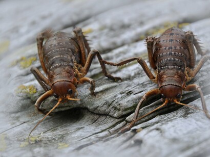 Wētā, inseto gigante típico da Nova Zelândia. Os animais menores como o kiwi e o wētā sobreviveram permitindo que a Nova Zelândia conservasse parte de sua fauna única