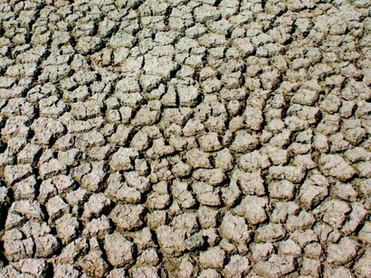 Cracked earth and sparse vegetation visually represent the challenges of restoring desertified areas, where soil microbes play a crucial role