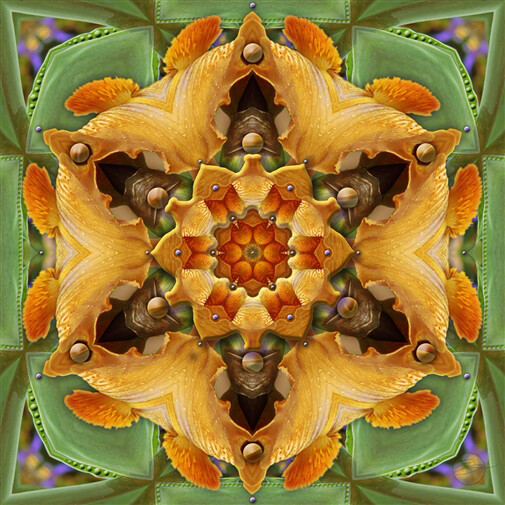 Karen Hochman Brown, Orange Iris Bittersweet, Digital Painting on Aluminum, 20" x 20"
