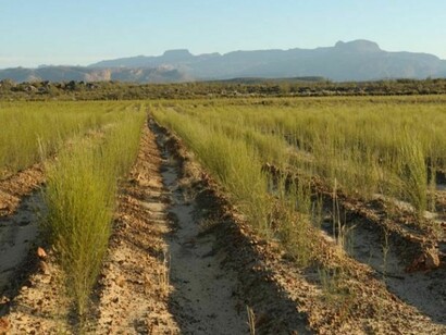 Coltivazioni di Rooibos