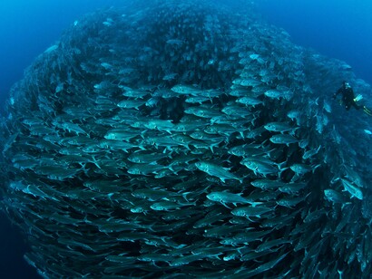 School of fish
