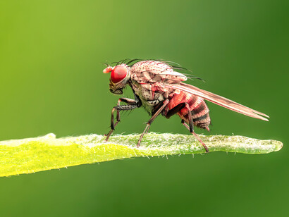 «Drosophila melanogaster»