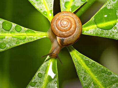 Un caracol descansa sobre una flor