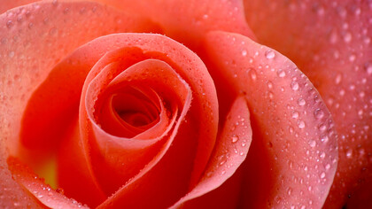 Rosa passione