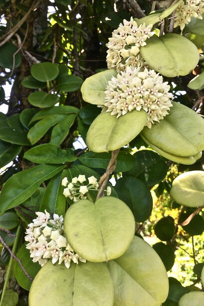 La natura delle isole è esuberante e profumata. Le escursioni nella foresta si possono fare in bicicletta, a piedi e con i quad. Ph Micaela Zucconi