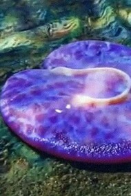 Ricostruzione di Quaestio simpsonorum