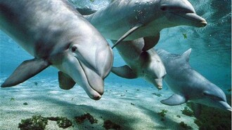 Un gruppo di Tursiops truncatus 