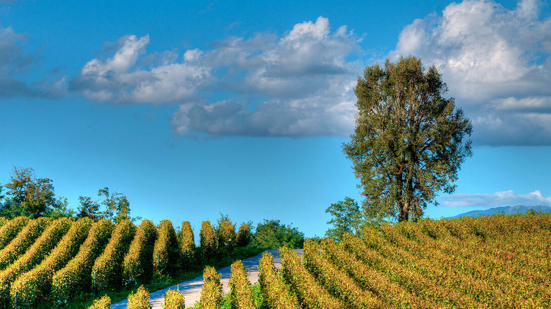 La Franciacorta