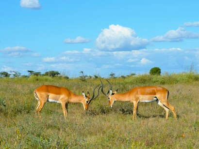 Wild impalas standing in Kenya’s expansive savannah, symbolizing the country’s celebrated conservation efforts