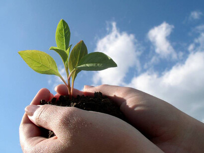 Uma planta crescendo nas mãos