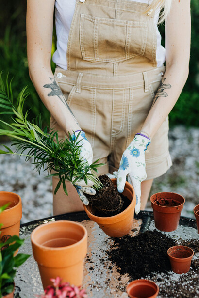 A person gently plants a small pot of greenery, hands in soil, with gardening tools visible in the background