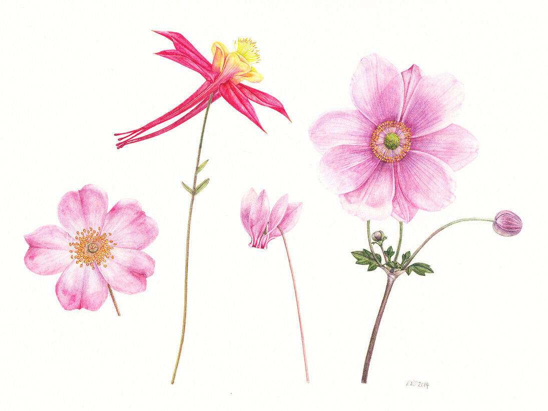 Rachel Pedder-Smith, Four Pink Flowers, 14 x 19.5 cm