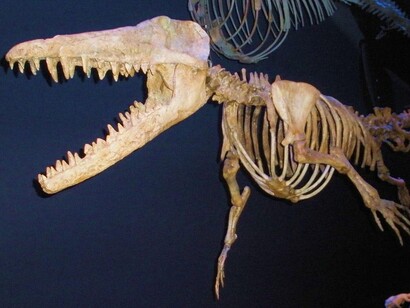 Ambulocetus natans
