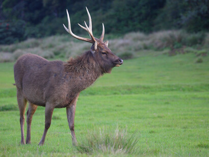 Sambar © Gehan de Silva Wijeyeratne