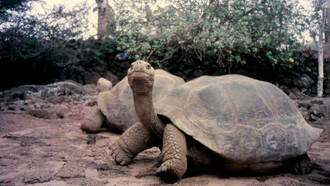 Galápagos, Fausto Llerena Tortoise Center, le tartarughe giganti