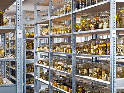 The Wet Collections. Courtesy of Museum für Naturkunde