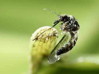 Insecto responsable de la transmisión del virus zica