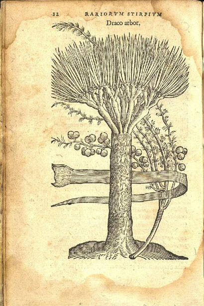 A primeira representação impressa do “Draco arbor” foi divulgada na Europa através da obra de Clusius