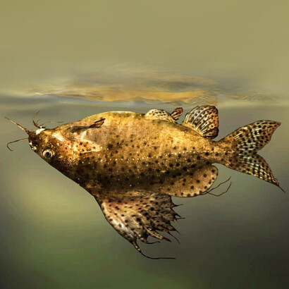 Bagre invertido, «Synodontis nigriventris»